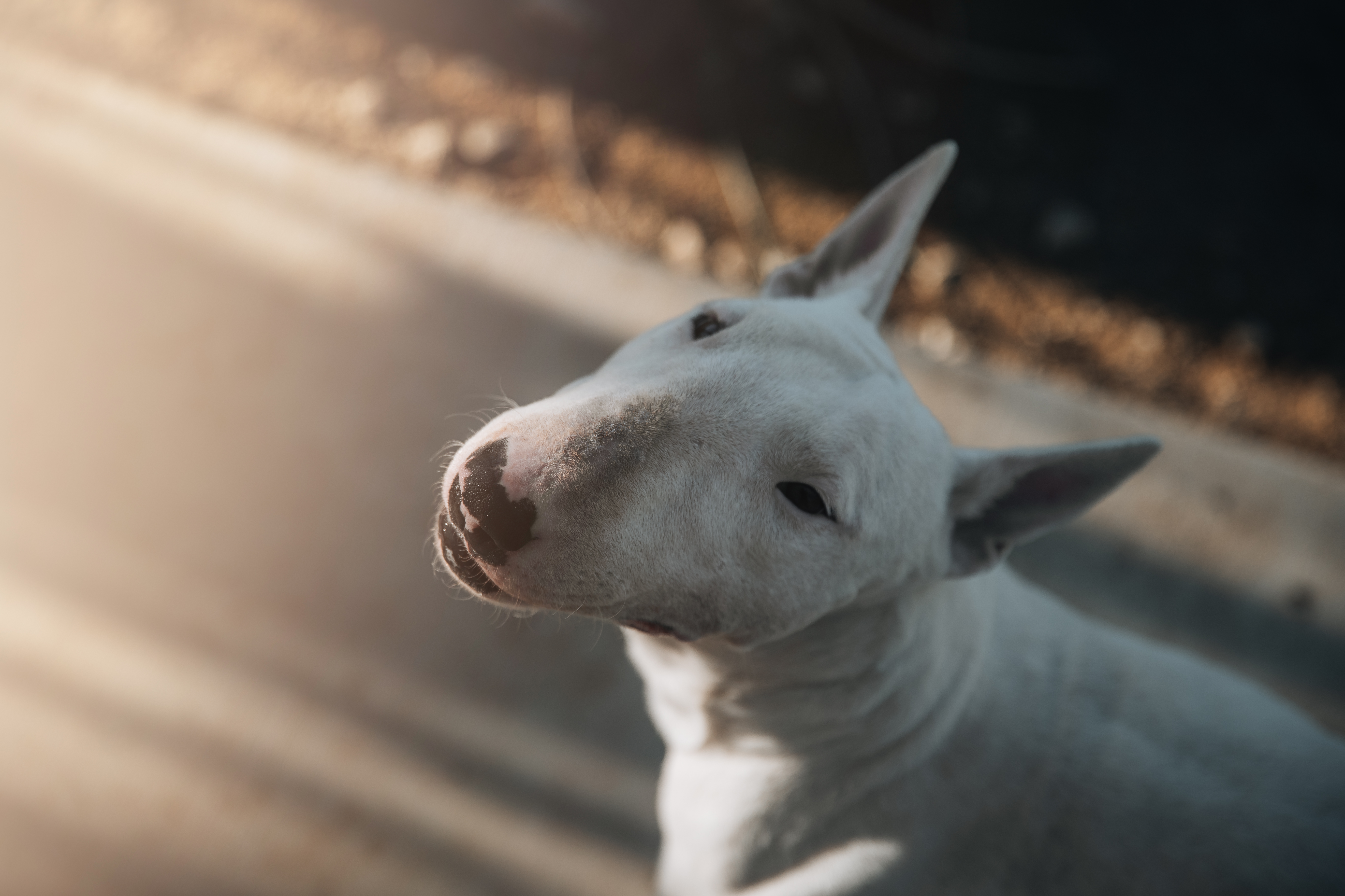 Bull Terrier close portrait